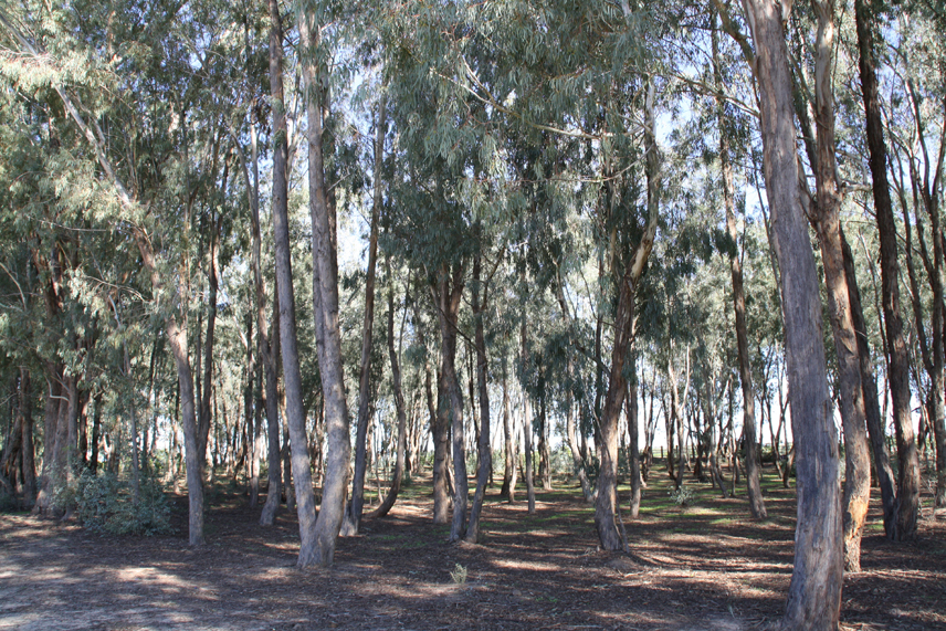 Arboreto del Villar. Lugar dedicado exclusivamente a los eucaliptos. Oro.
