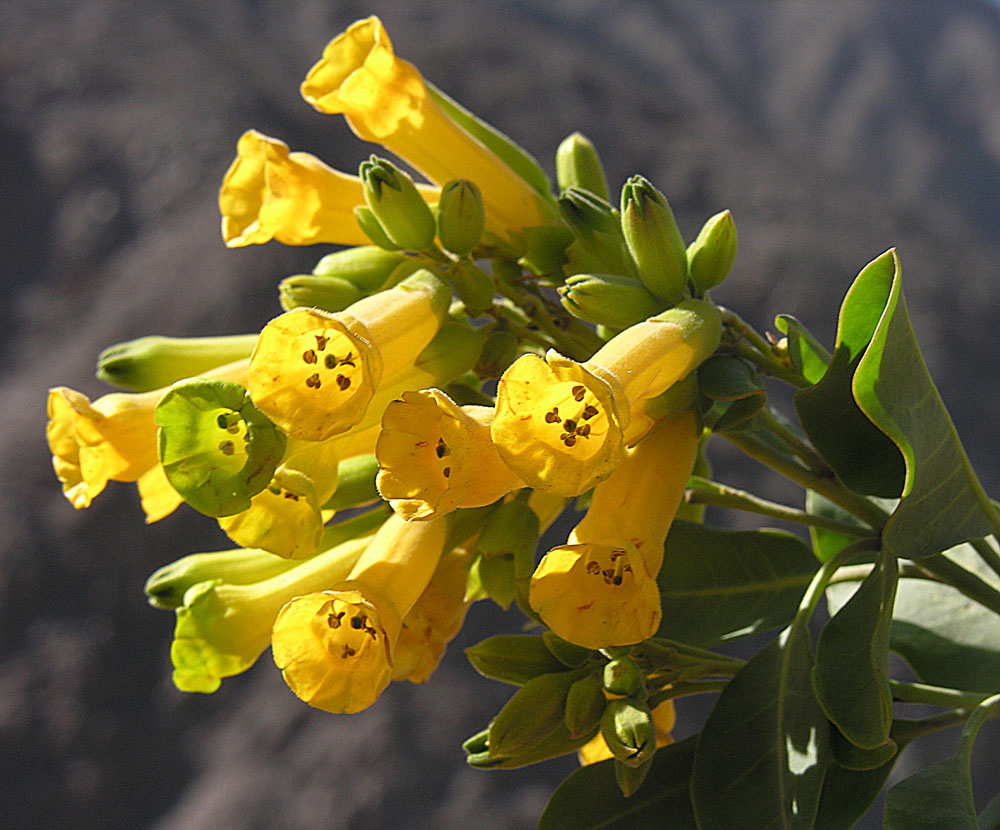 Flores de Nicotiana glauca.