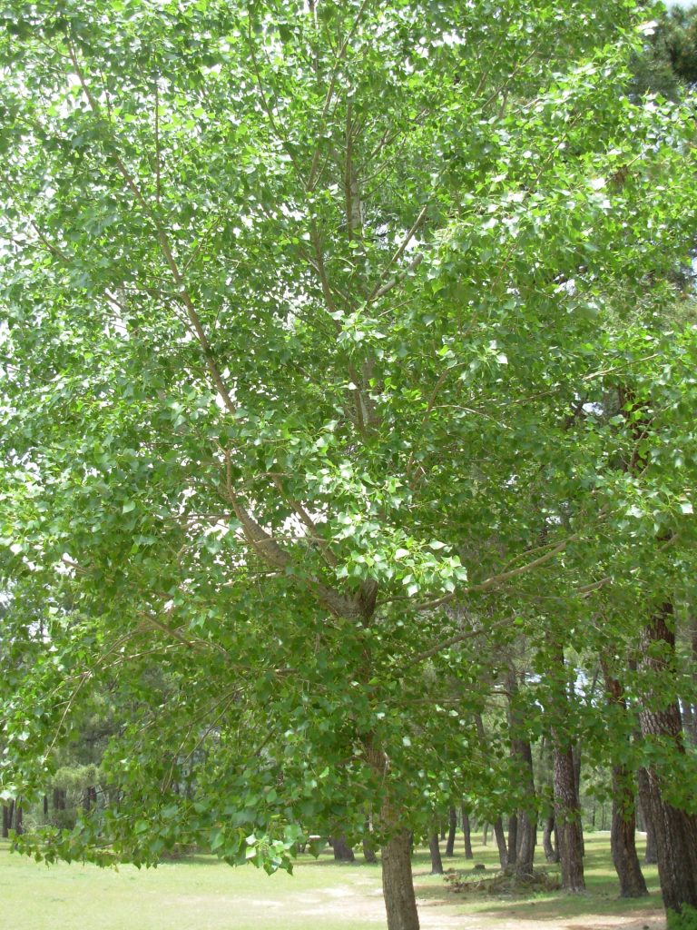 Populus canadiensis. Contaminación genética.