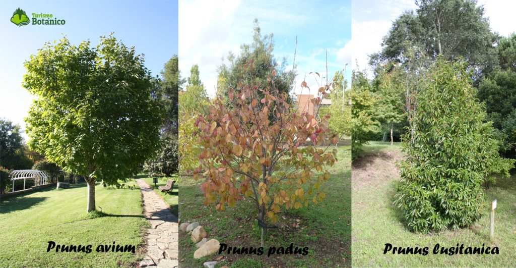 Prunus avium, padus y lusitanica