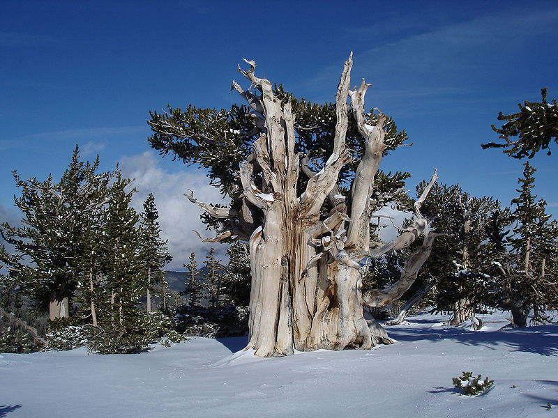 Pino longevo (Pinus longaeva)