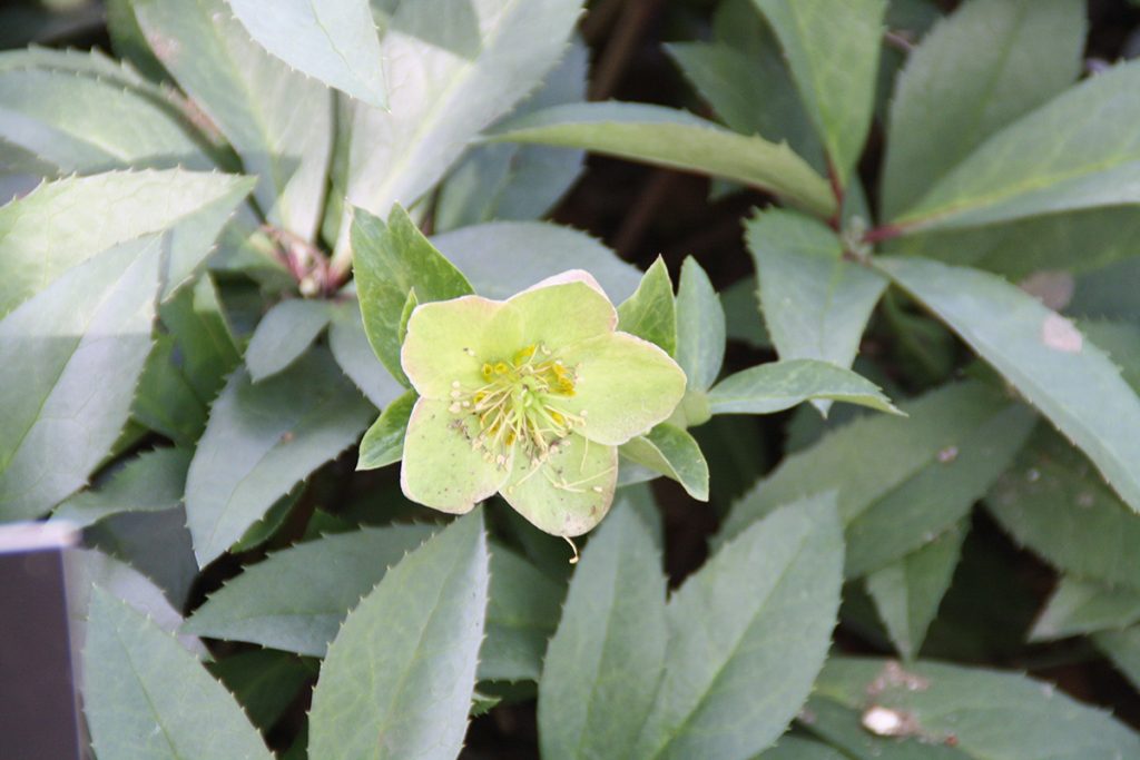 La nítida flor de Helleborus x ericsmithii se deja entrever.