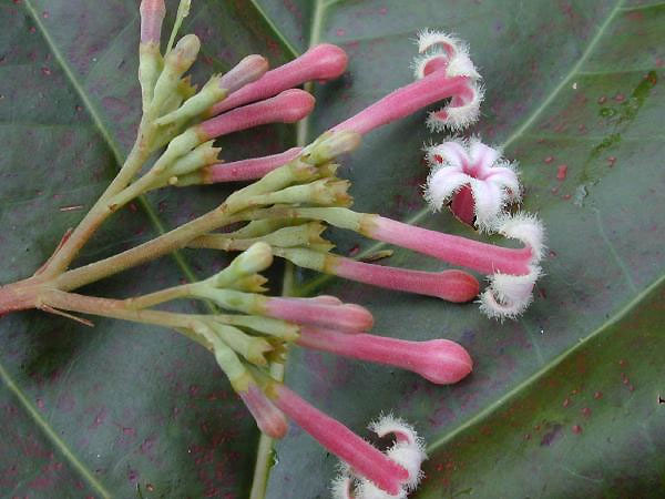 Flores de Cichona pubescens.