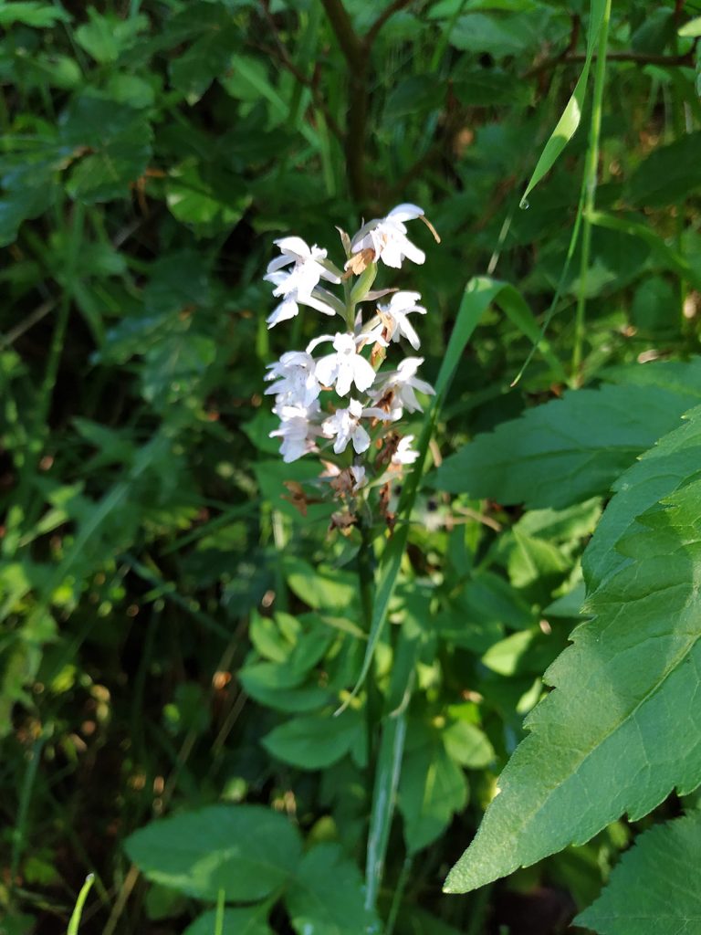 Dactylhorriza maculata en flor.