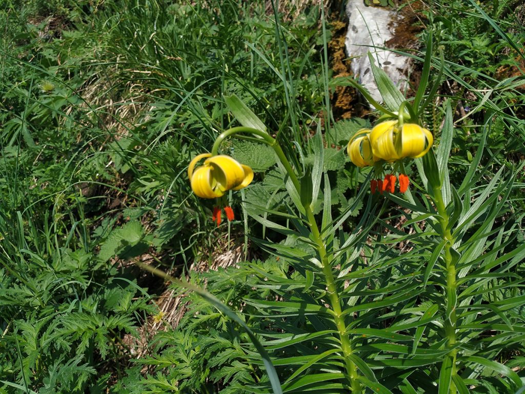 Buscar las flores de Lylium pyrenaicum puede ser otra excusa viable para disfrutar del Ibón de Estanés. 