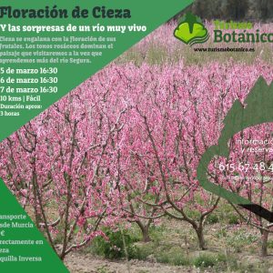 MURCIA: Floración de Cieza | 5, 6 o 7 de Marzo de 2025