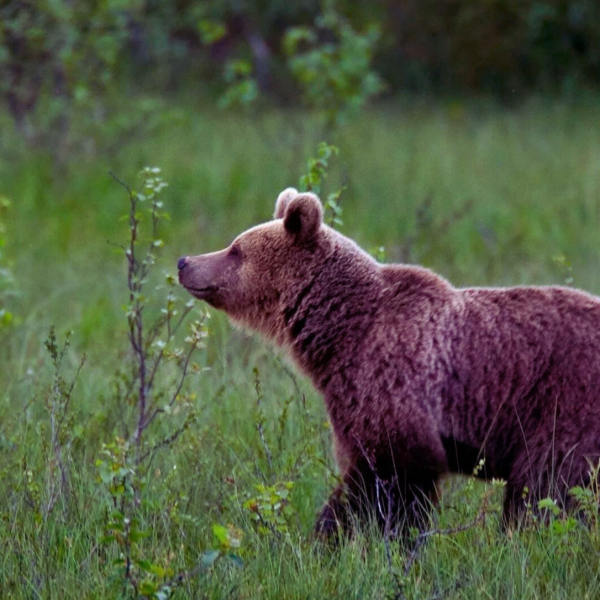 Bear-1536x1086