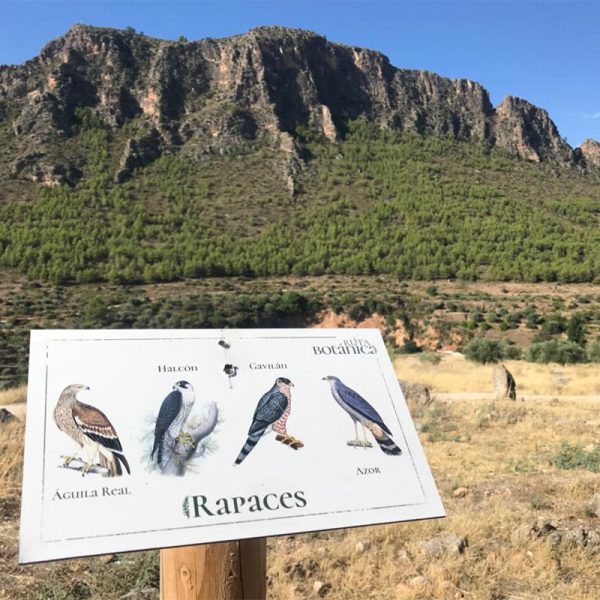Ruta-botanica-elche-de-la-sierra-11