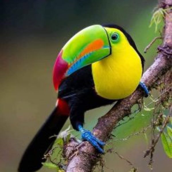 Tucan2-244x300