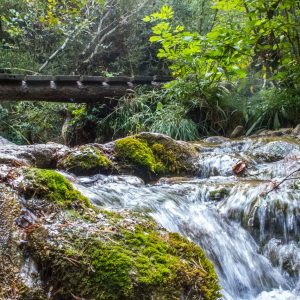 La Floración de las Dalias y Fuentes del Prepirineo | Del 1 al 5 de Octubre de 2025