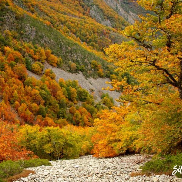 OTOÑO2