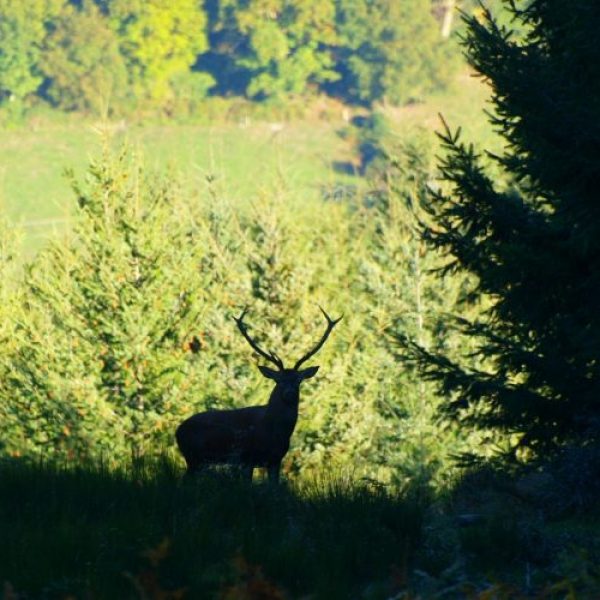 ver_la_berrea_ezcaray_guia_naturaleza_otoño-800x500