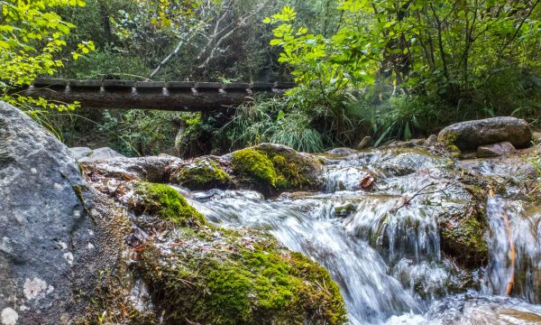 La Floración de las Dalias | Del 1 al 5 de Octubre 2025 Pago 3