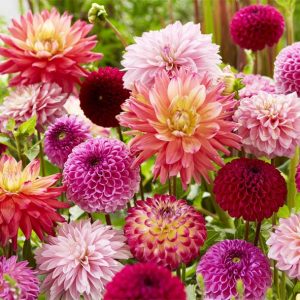 La Floración de las Dalias | Del 30 de Septiembre al 4 de Octubre