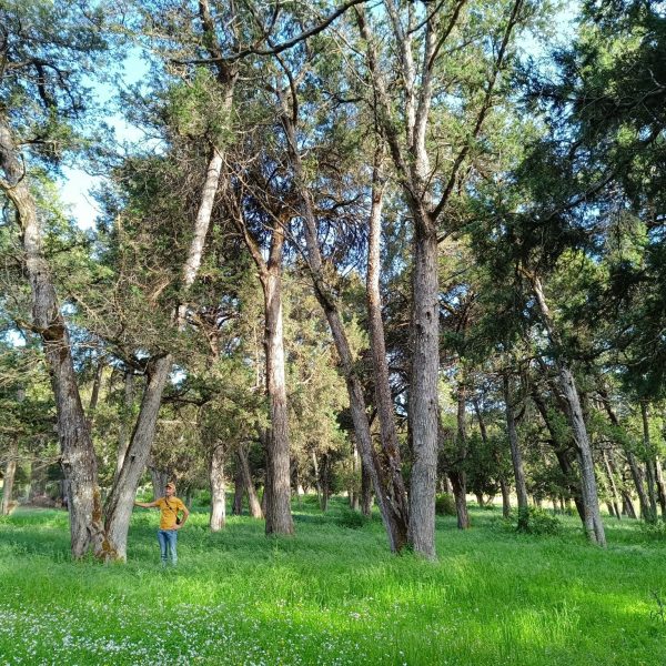 Árboles