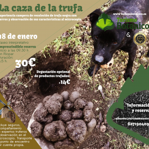 ALBACETE: La caza de la trufa | Búsqueda con perros | 18 de enero 2025