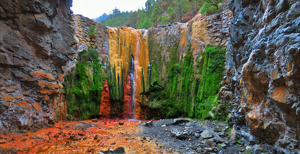 La Palma: Carnaval de biodiversidad | Del 23 de Febrero al 1 de Marzo 2026 - Image 3
