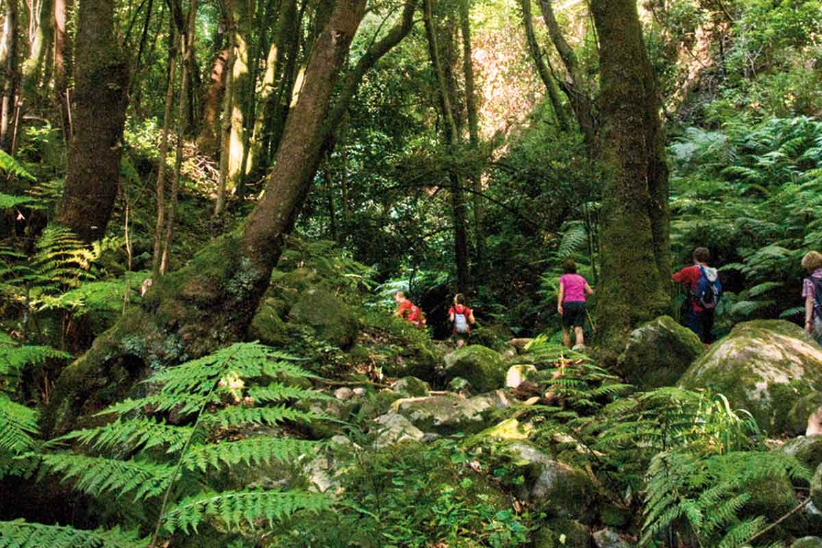 La Palma: Carnaval de biodiversidad | Del 23 de Febrero al 1 de Marzo 2026