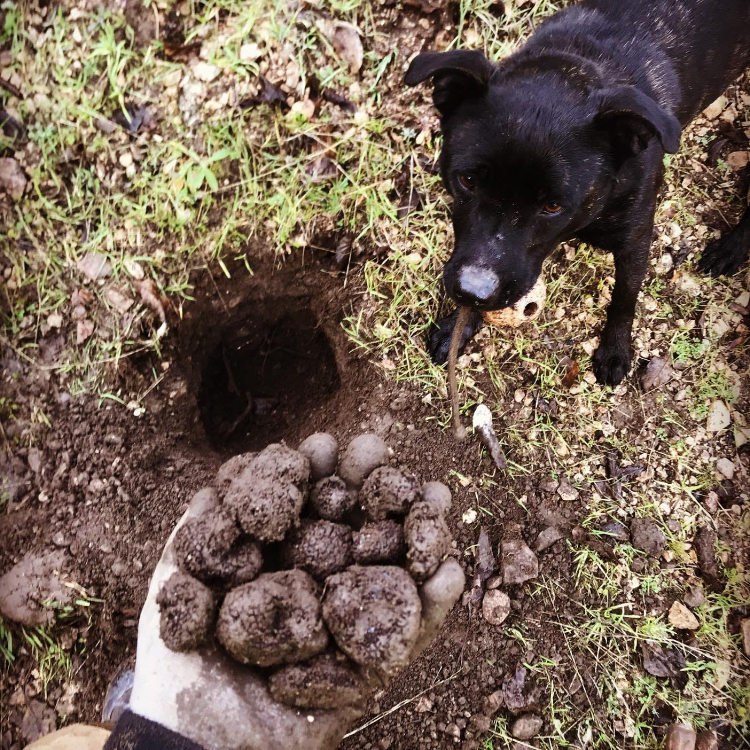 Caza de la trufa con perros