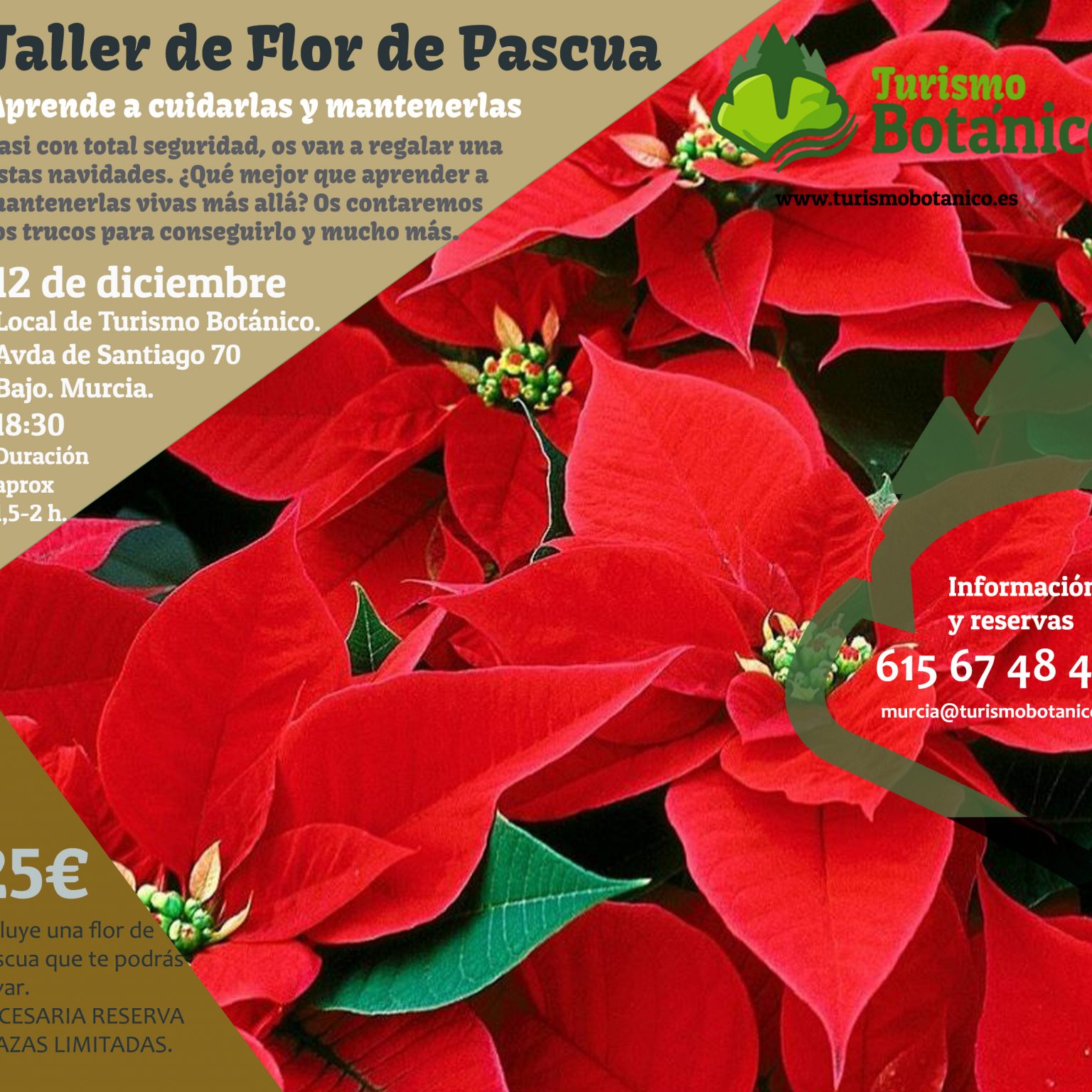 MURCIA: Taller de Flor de Pascua | 12 de diciembre 2025