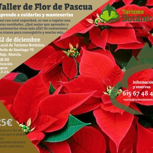 MURCIA: Taller de Flor de Pascua | 12 de diciembre 2025