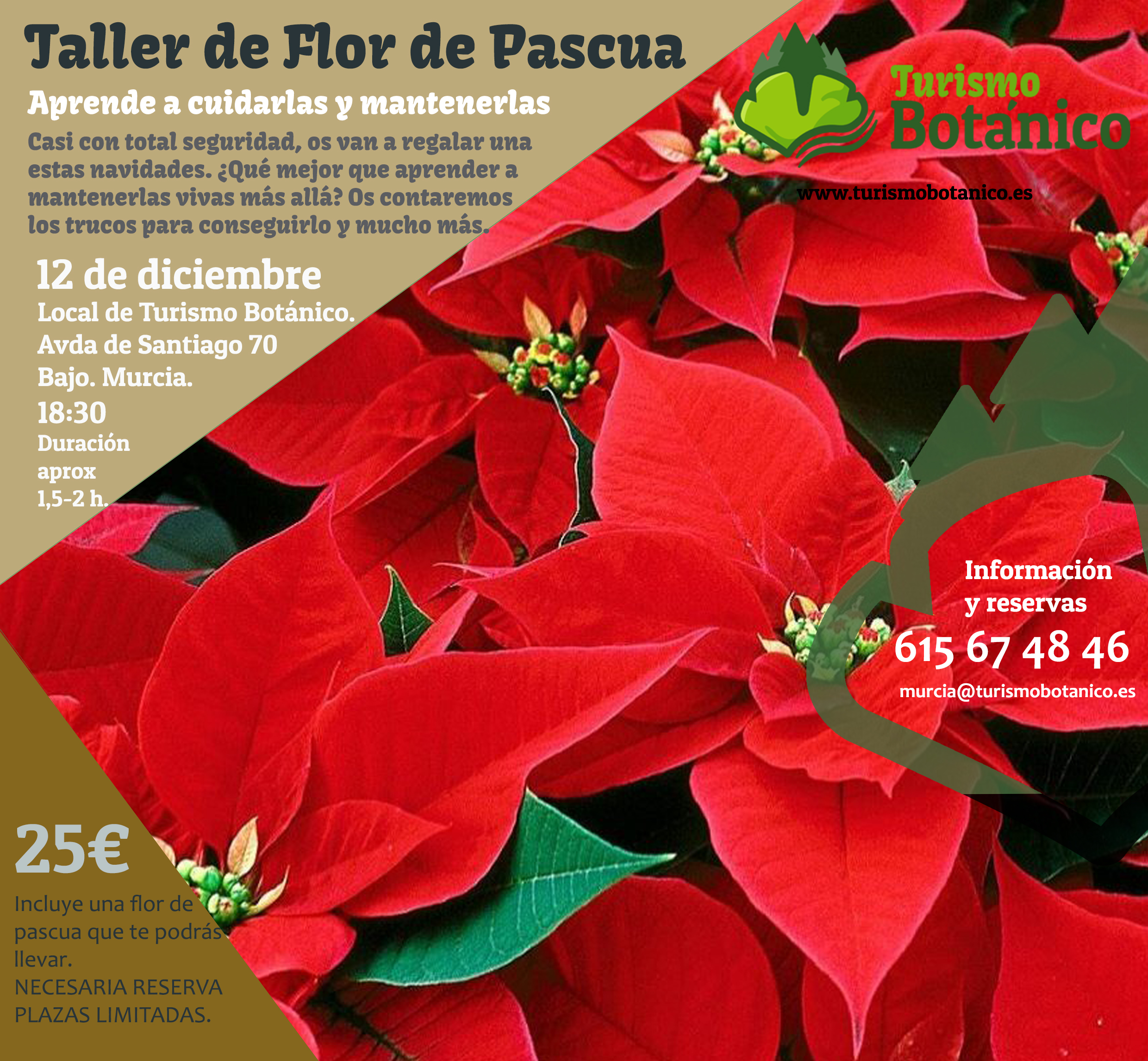 MURCIA: Taller de Flor de Pascua | 12 de diciembre 2025