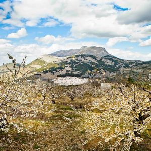 Floración de los cerezos de Mágina