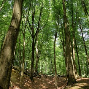 Brabante Flamenco | Del 11 al 15 de Septiembre de 2026