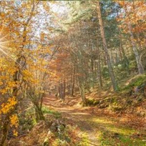 Atapuerca y los bosques neandertales | Del 10 al 12 de Octubre