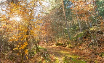 Atapuerca y los bosques neandertales | Del 10 al 12 de Octubre