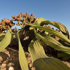 Namibia, en busca de la planta fósil | Marzo 2027